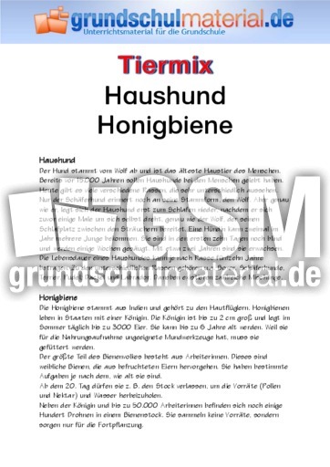 Haushund - Honigbiene.pdf